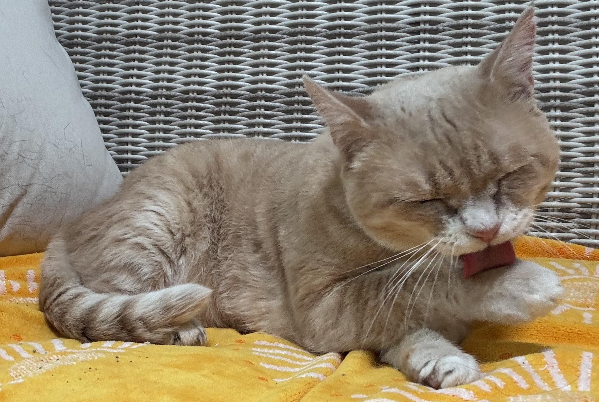 Noodles....   always a little sad looking because of a damaged tear duct!!!   , Adoptable, Adult Male Domestic Short Hair.