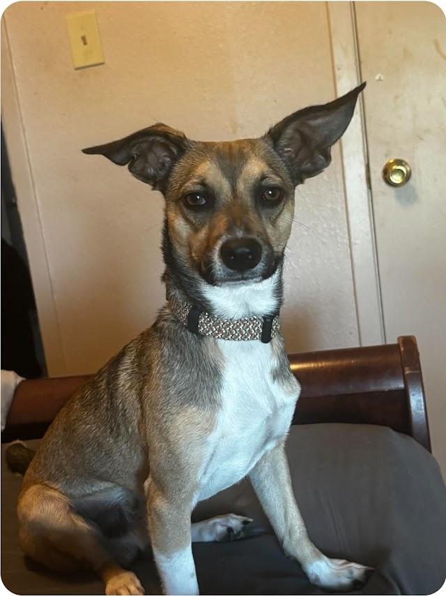 Enlarge Zues, a Adoptable mixed breed in Paramus, NJ image 1/6