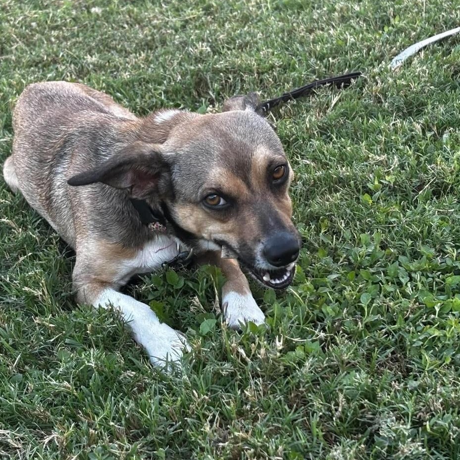 Enlarge Zues, a Adoptable mixed breed in Paramus, NJ image 3/6