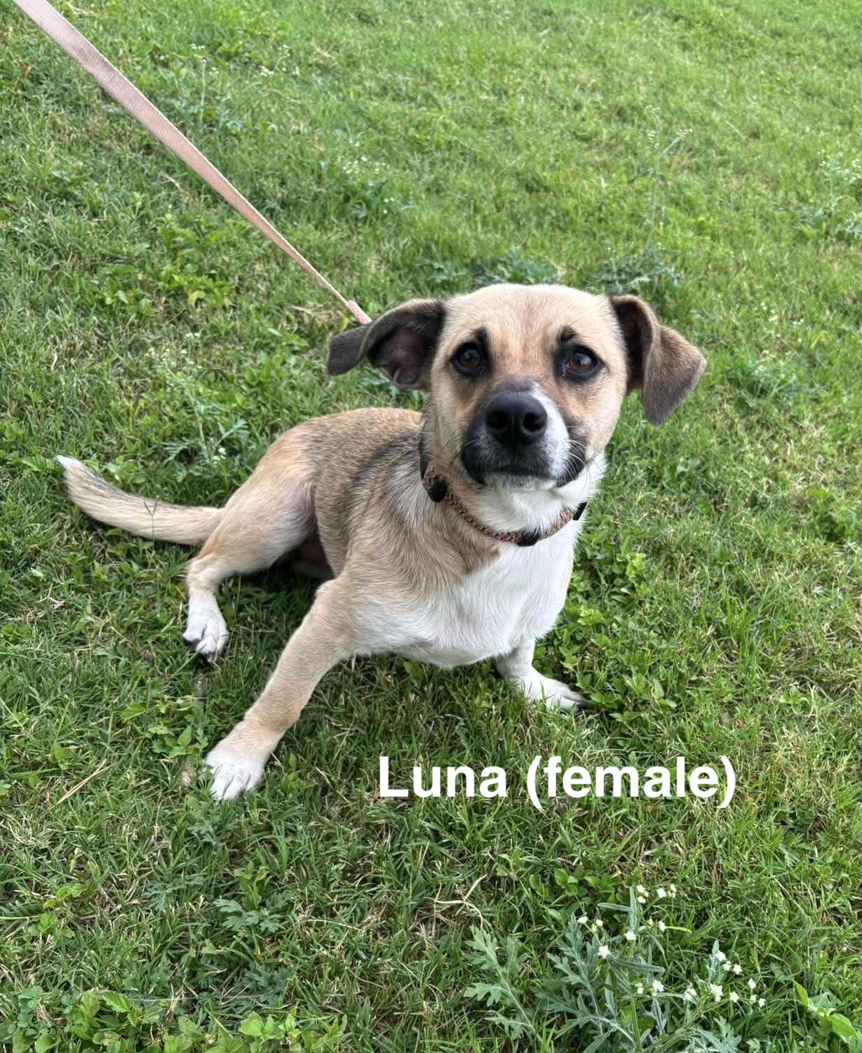 Luna & Zeus, a ADOPTABLE mixed breed in Paramus, NJ image 3/6