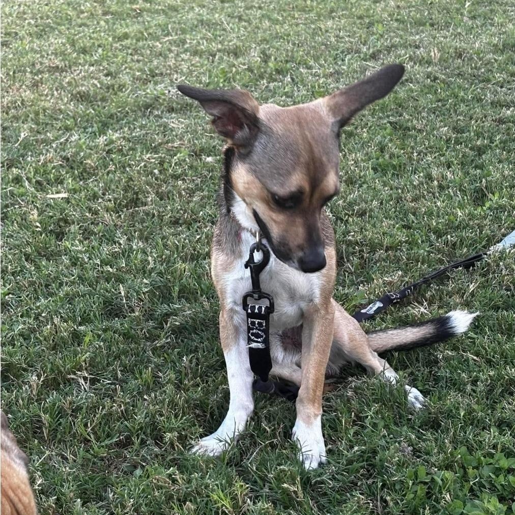 Enlarge Zues, a Adoptable mixed breed in Paramus, NJ image 4/6