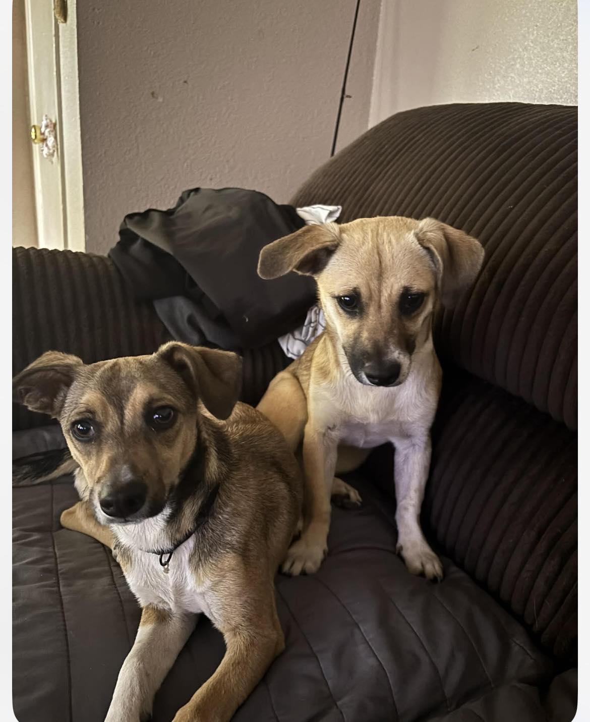 Luna & Zeus, ADOPTABLE, Puppy Male Mixed Breed.