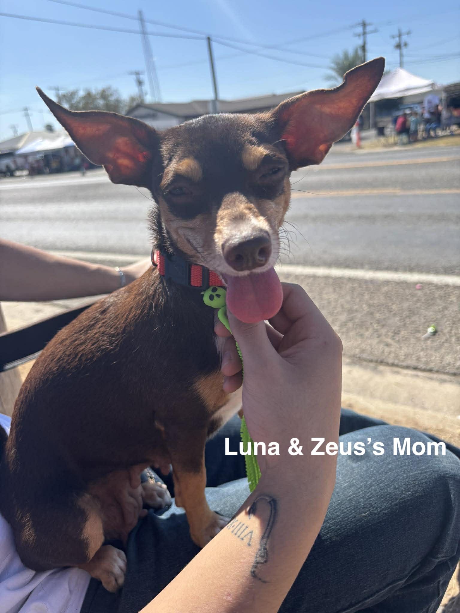 Luna & Zeus, a ADOPTABLE mixed breed in Paramus, NJ image 4/6