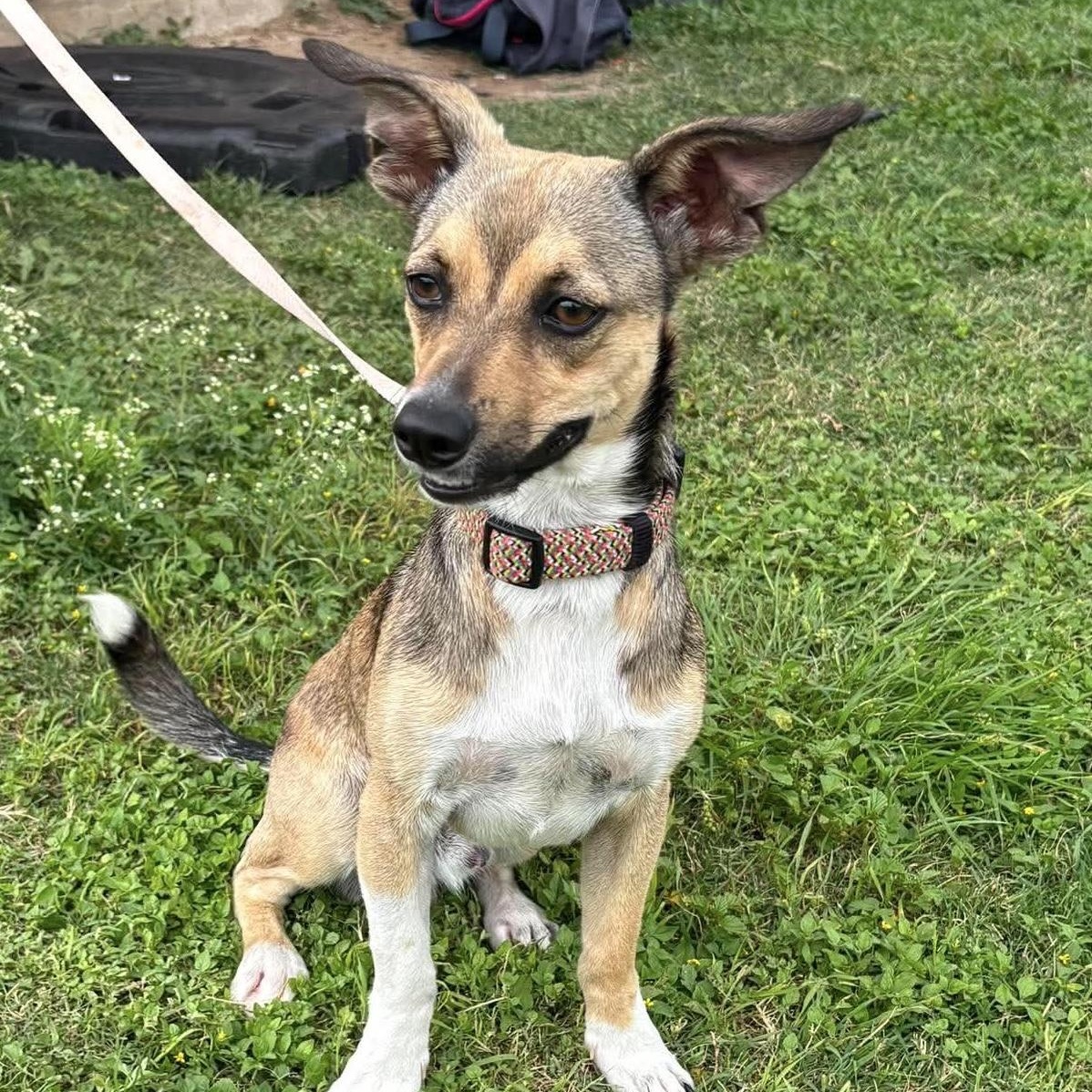 Enlarge Zues, a Adoptable mixed breed in Paramus, NJ image 2/6