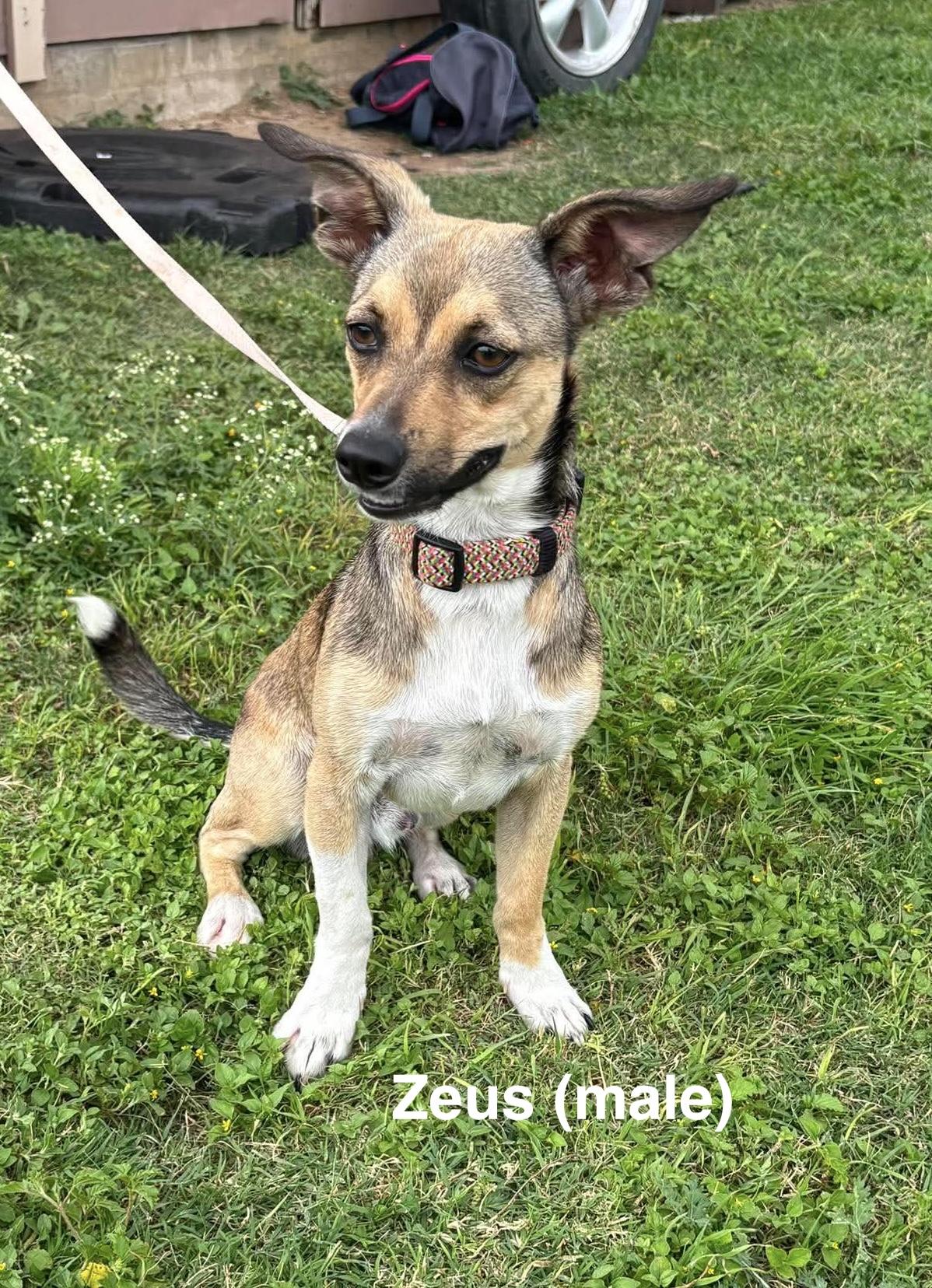 Luna & Zeus, a ADOPTABLE mixed breed in Paramus, NJ image 2/6