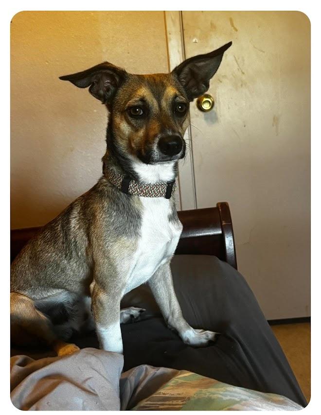 Enlarge Zues, a Adoptable mixed breed in Paramus, NJ image 5/6