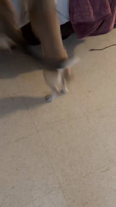 Enlarge Luna & Zeus, a ADOPTABLE mixed breed in Paramus, NJ video 5/6