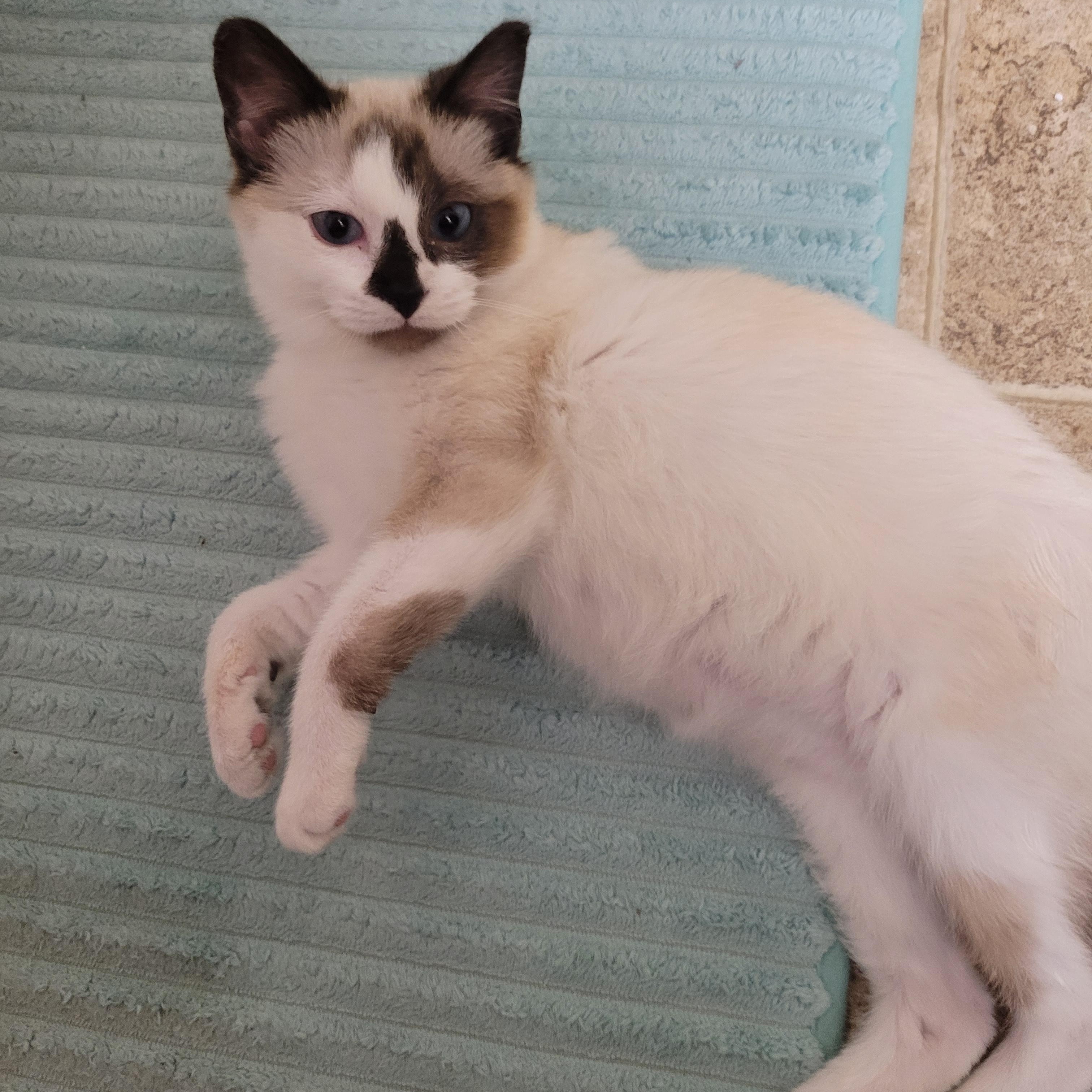 Enlarge Mocha, an adopted Domestic Medium Hair in Morris, MN image 1/1