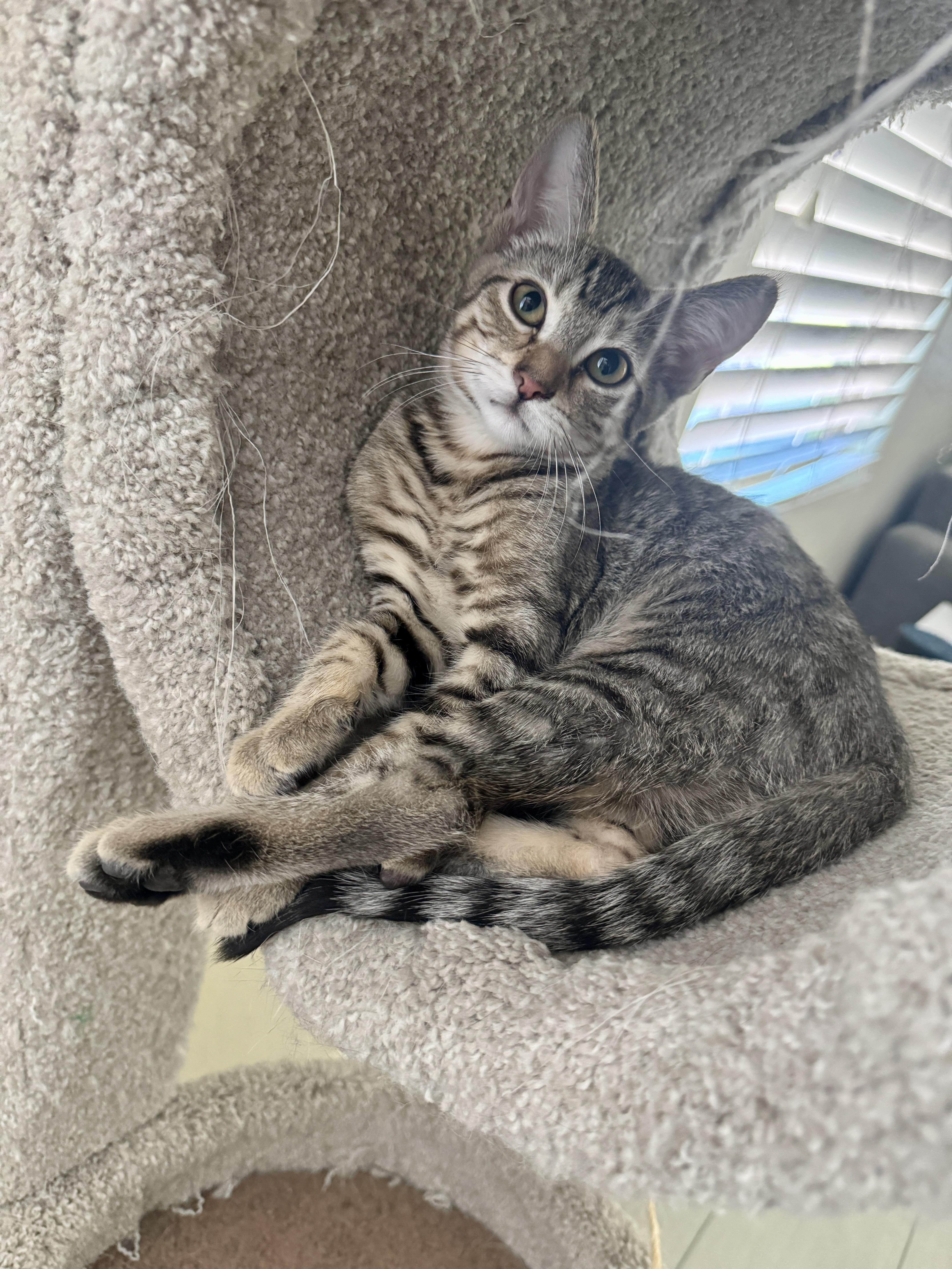 PJ, a ADOPTABLE mixed breed in Youngtown, AZ image 1/3
