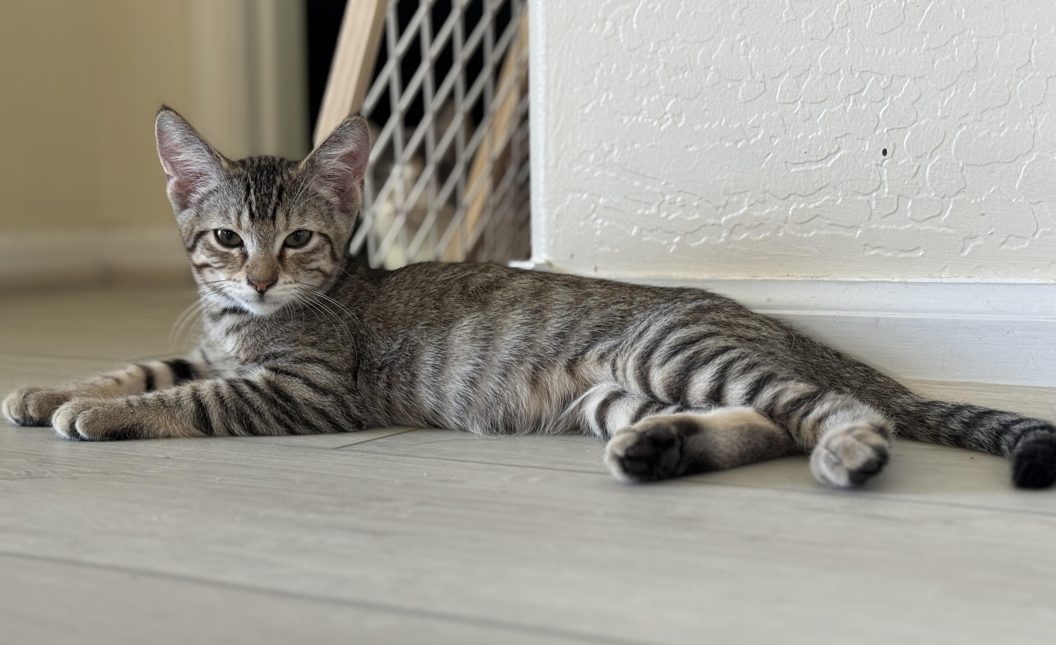 PJ, a ADOPTABLE mixed breed in Youngtown, AZ image 3/3