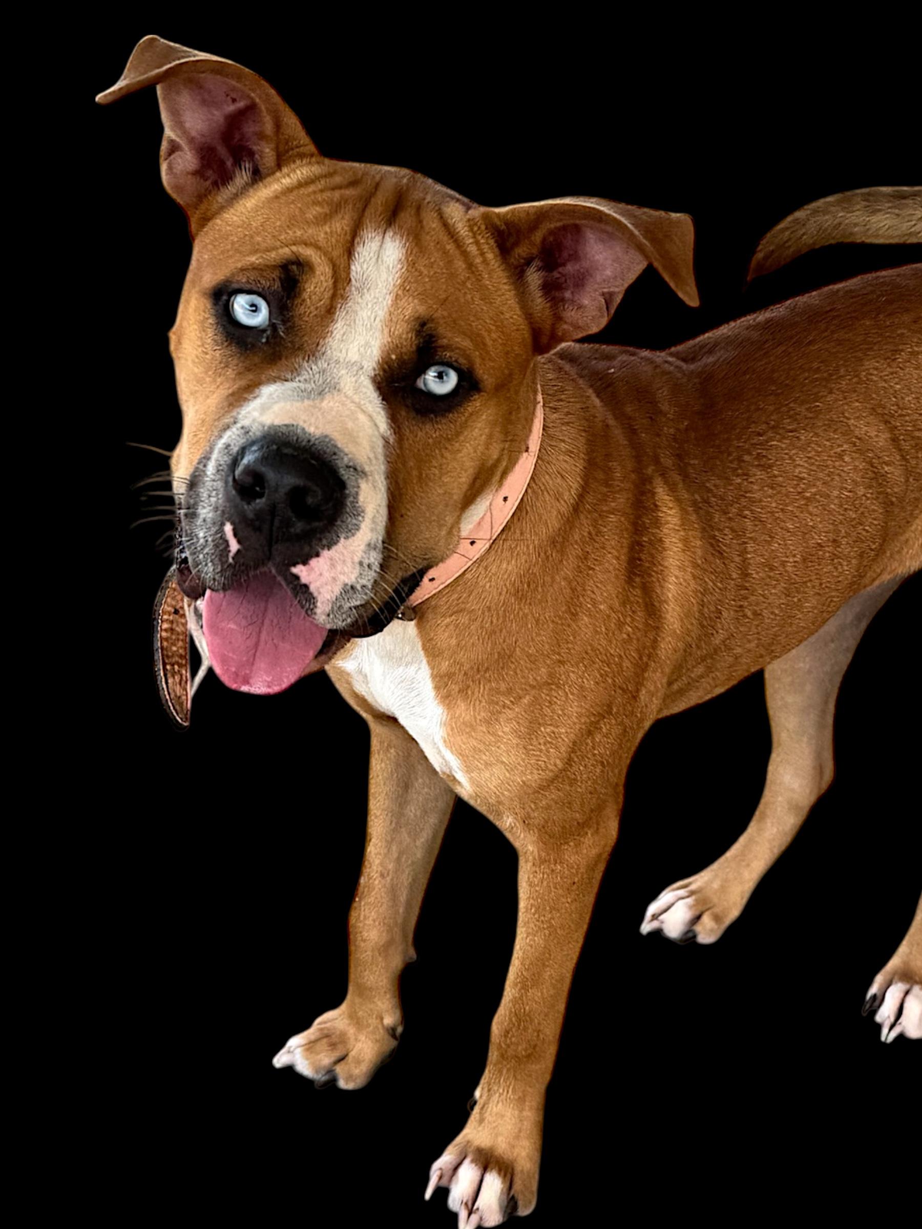 Pinky, an adoptable Bullmastiff in Troy, AL, 36079 | Photo Image 4