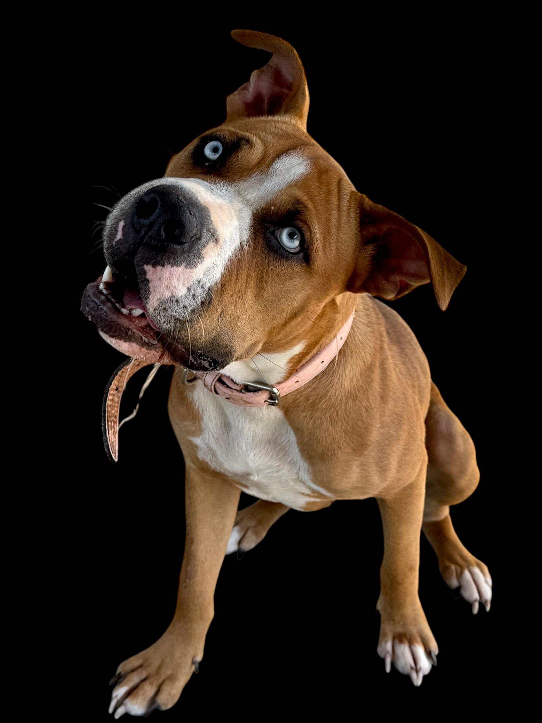 Pinky, an adoptable Bullmastiff in Troy, AL, 36079 | Photo Image 3