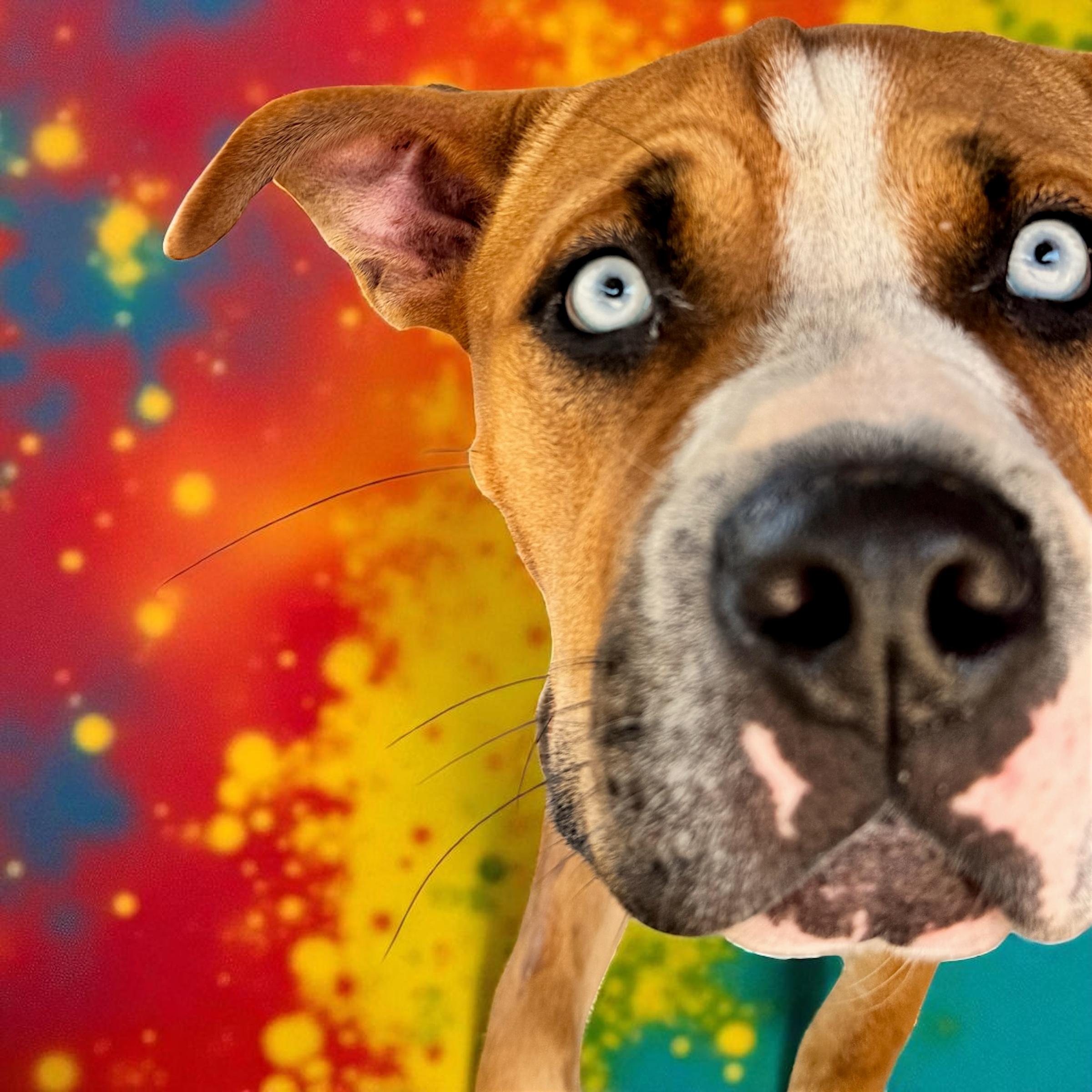 Pinky, an adoptable Bullmastiff in Troy, AL, 36079 | Photo Image 1