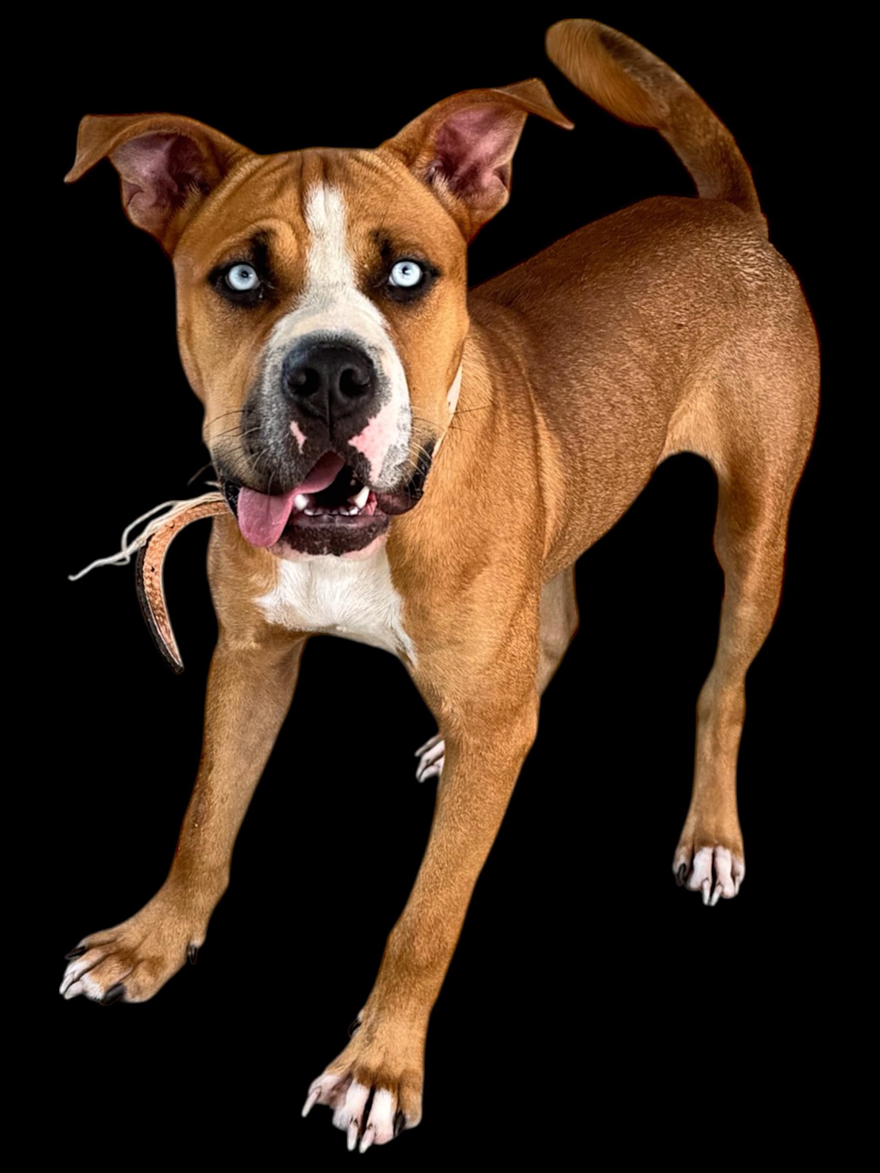 Pinky, an adoptable Bullmastiff in Troy, AL, 36079 | Photo Image 2