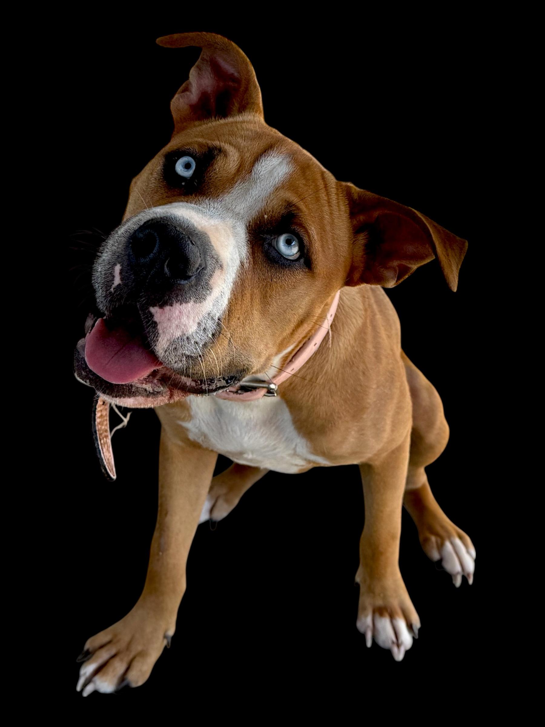 Pinky, an adoptable Bullmastiff in Troy, AL, 36079 | Photo Image 5