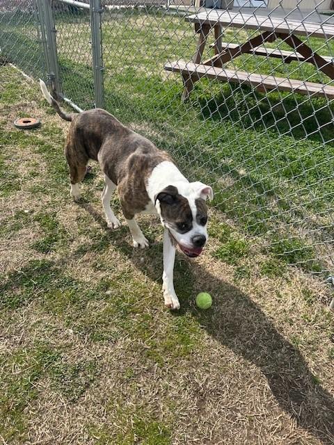 Enlarge Gertrude , a ADOPTABLE American Bulldog in Clayton, NJ image 3/3