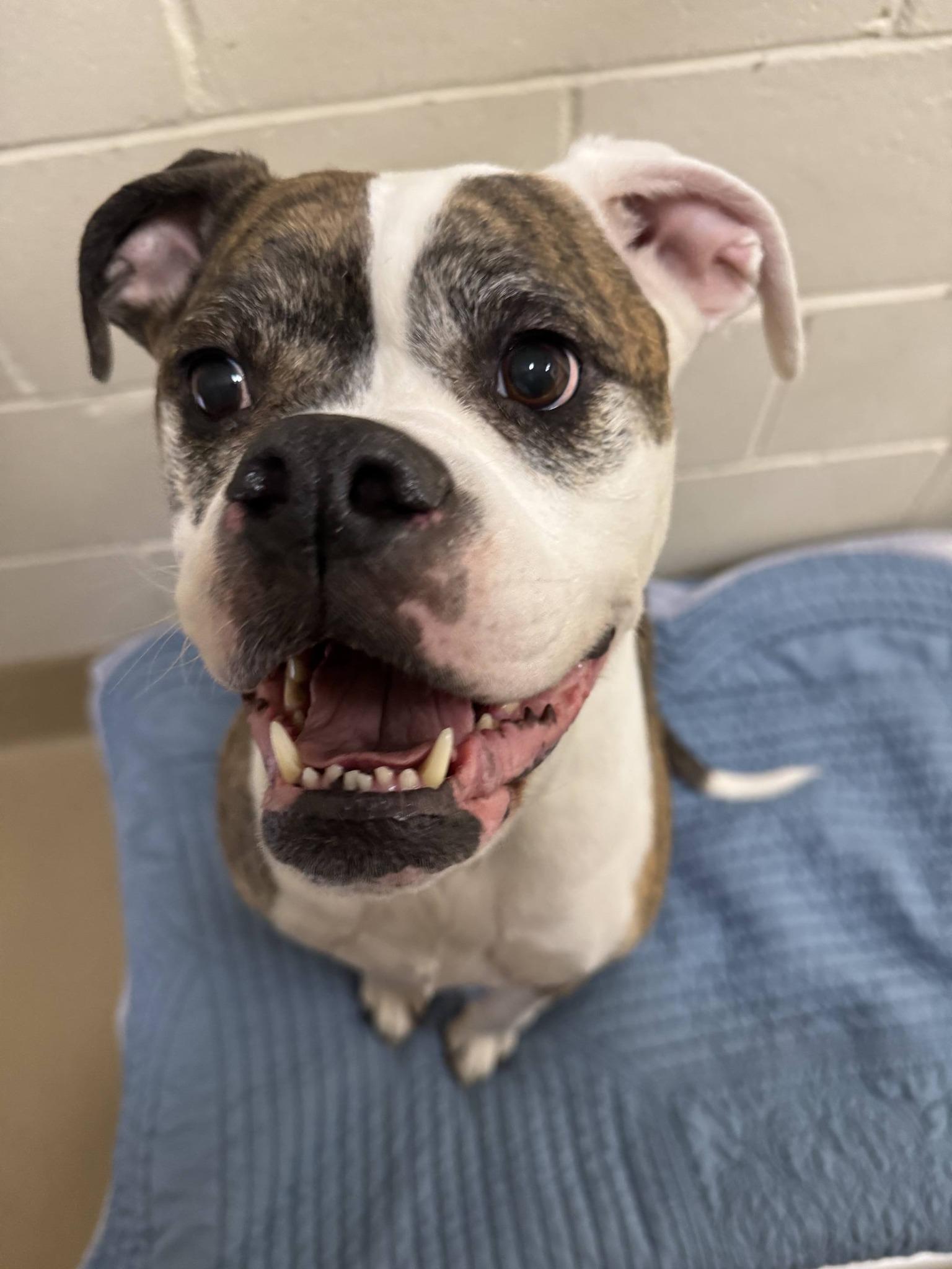 Enlarge Gertrude , a ADOPTABLE American Bulldog in Clayton, NJ image 1/3