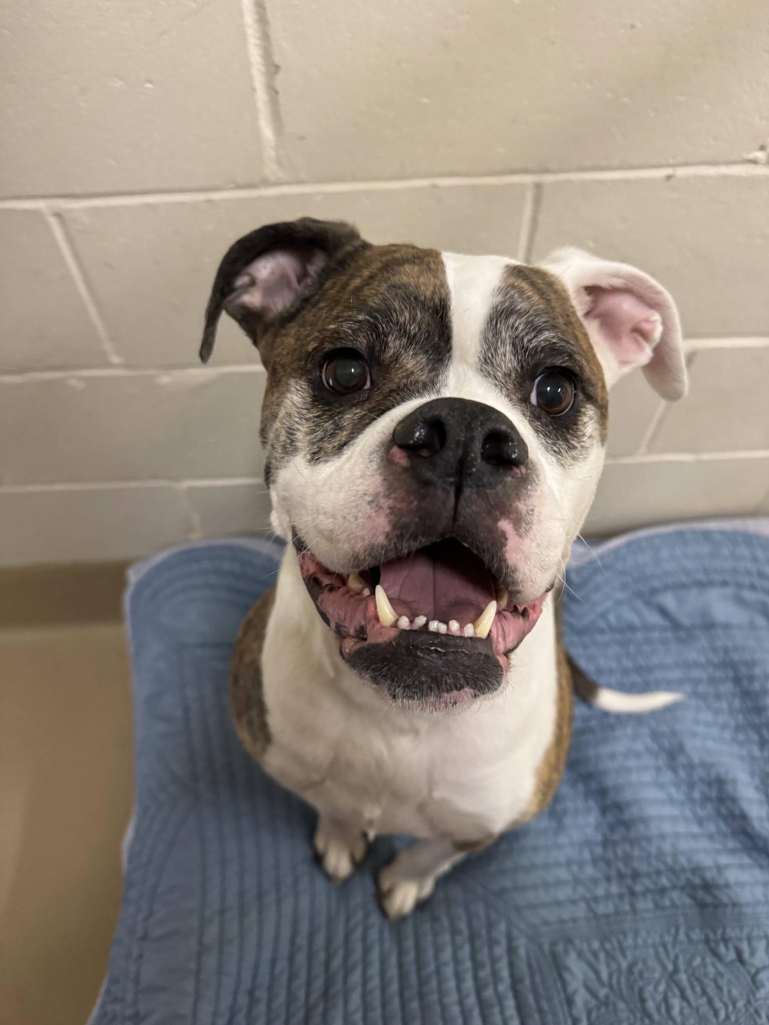 Enlarge Gertrude , a ADOPTABLE American Bulldog in Clayton, NJ image 3/3