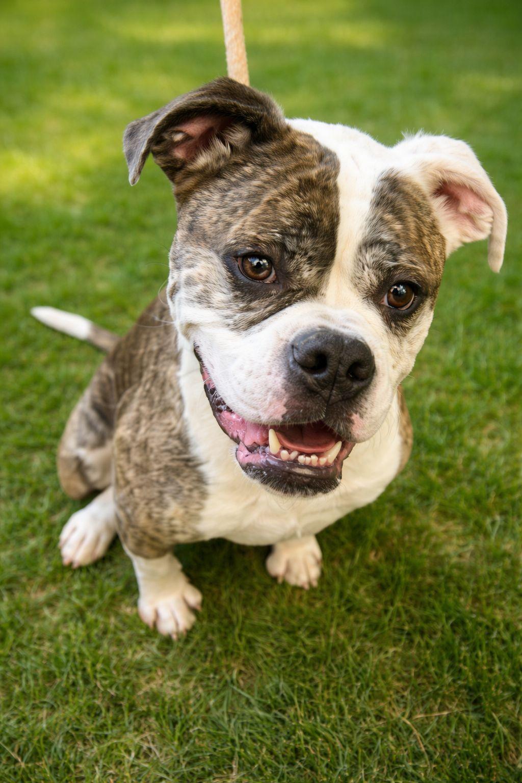 Enlarge Gertrude , a ADOPTABLE American Bulldog in Clayton, NJ image 2/3