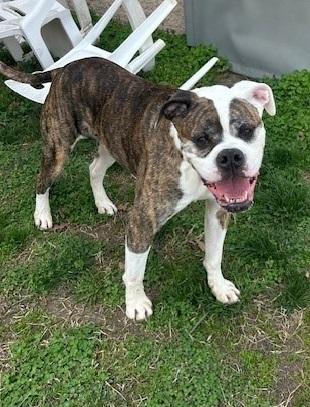 Gertrude , ADOPTABLE, Senior Female American Bulldog.