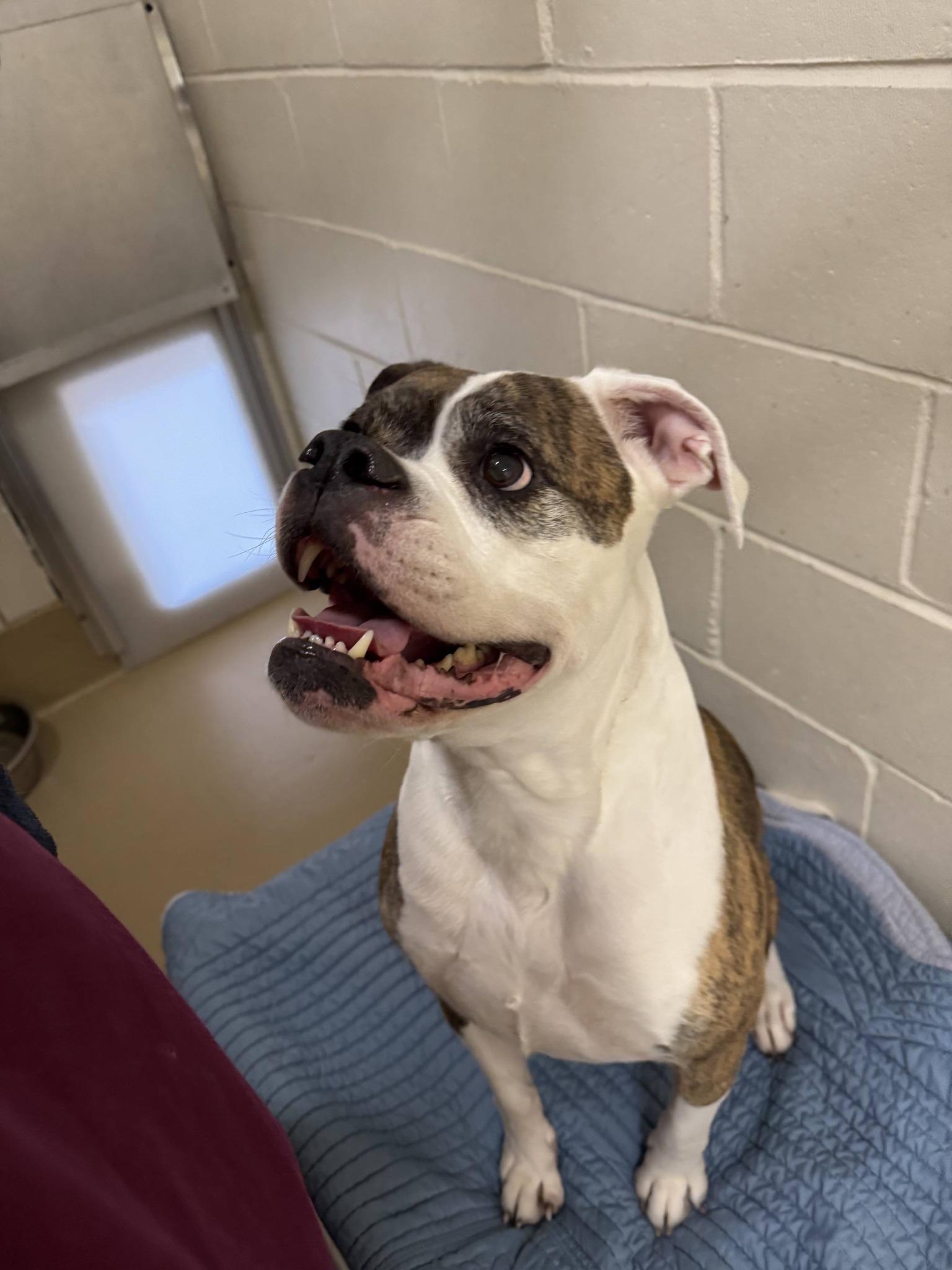 Enlarge Gertrude , a ADOPTABLE American Bulldog in Clayton, NJ image 2/3