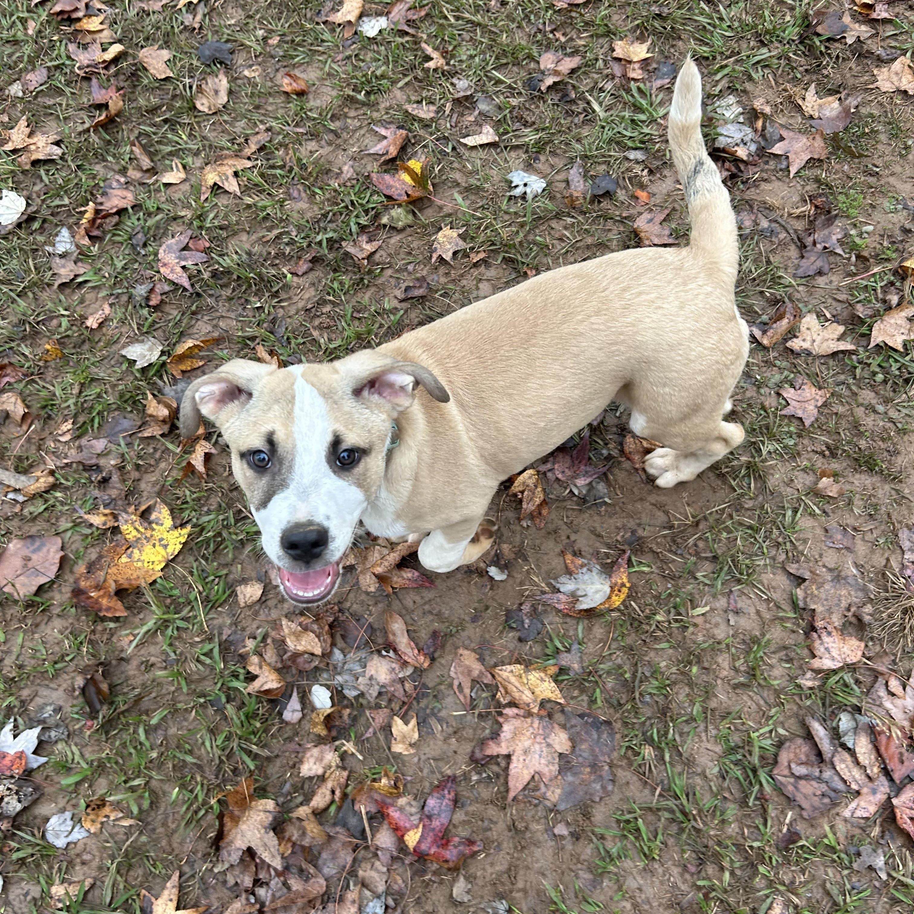 Finley, an adopted mixed breed in Woodbury, NJ image 1/3