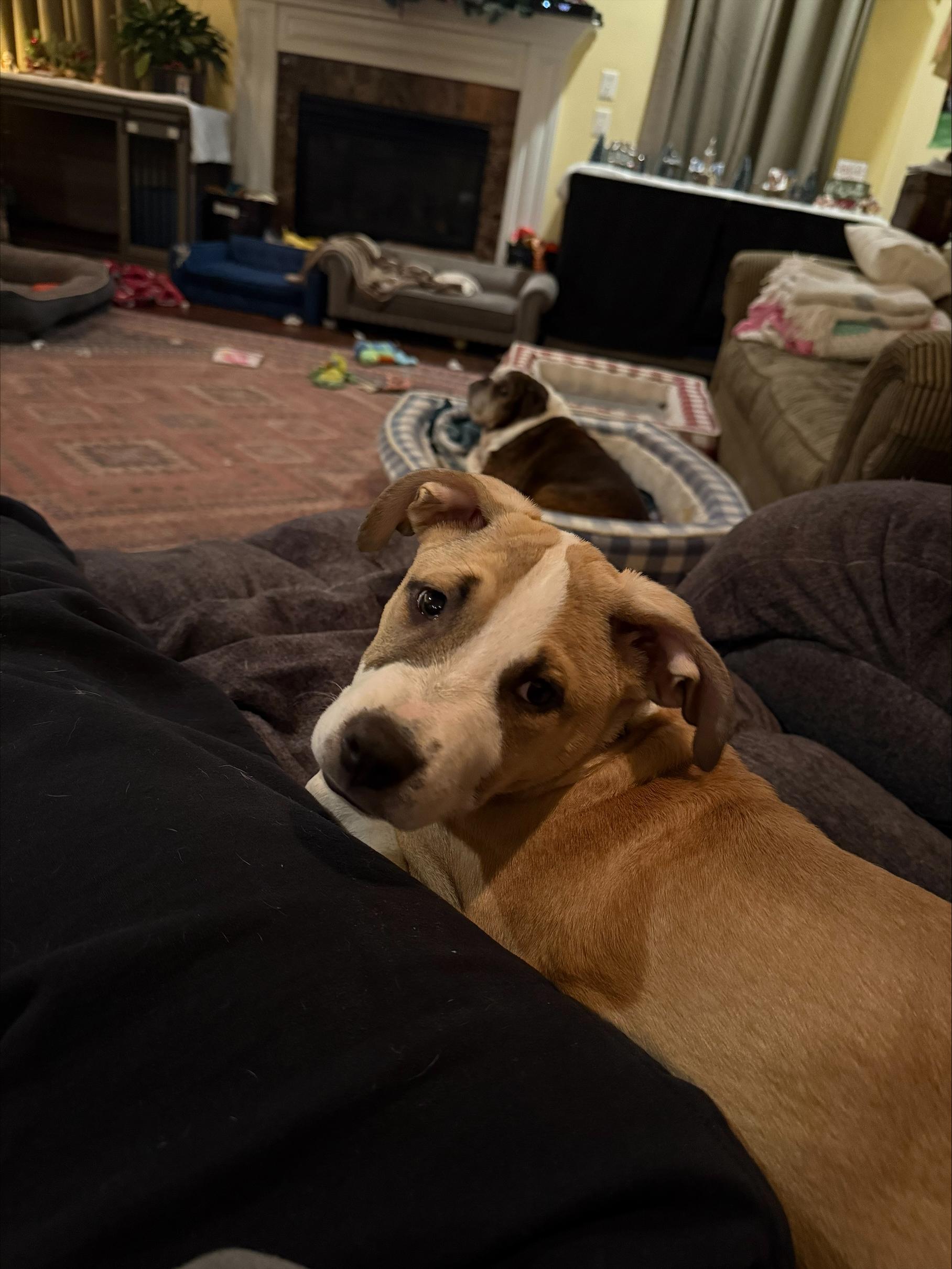 Finley, an adopted mixed breed in Woodbury, NJ image 2/3