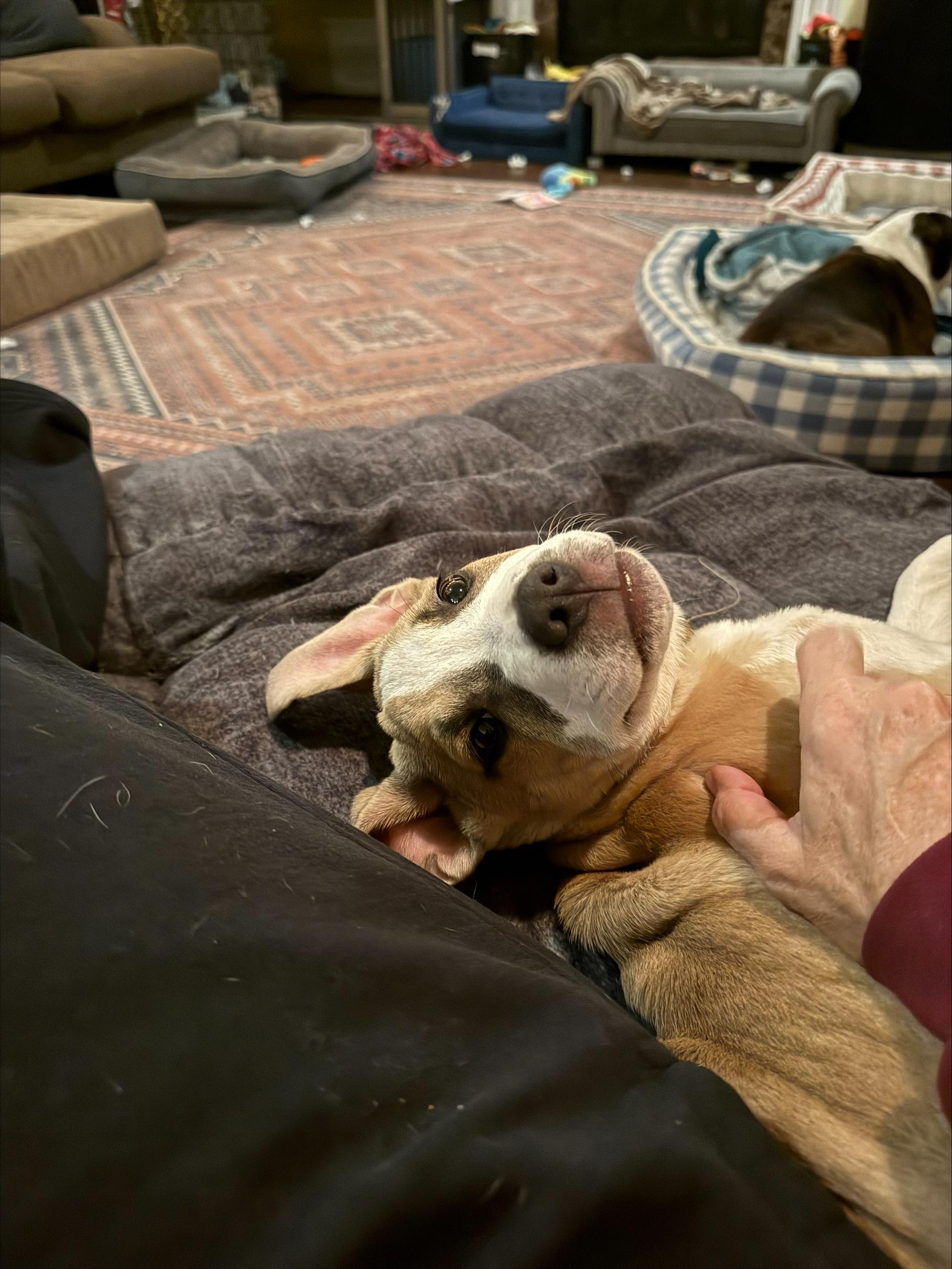 Finley, an adopted mixed breed in Woodbury, NJ image 3/3