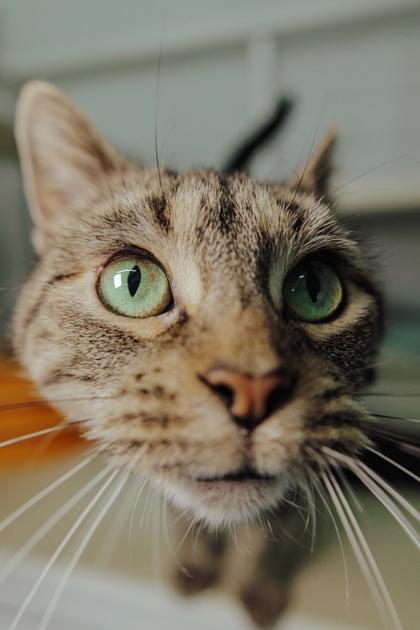 Violet, Adoptable, Adult Female Domestic Short Hair & Domestic Short Hair.