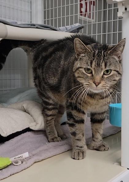 Violet, a Adoptable mixed breed in Elmira, NY image 2/3