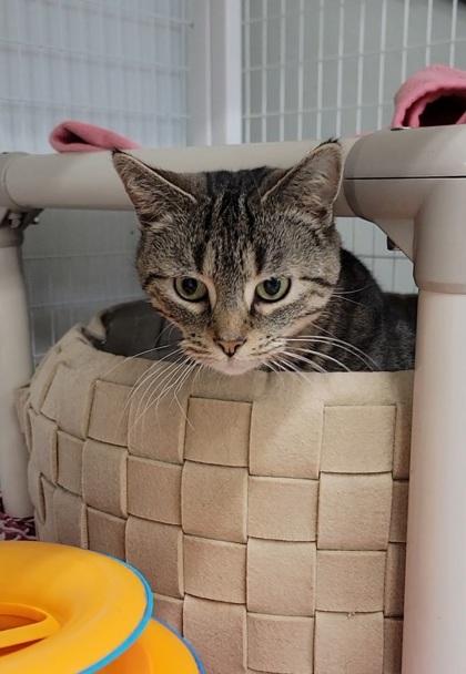 Enlarge Violet, a Adoptable mixed breed in Elmira, NY image 1/1