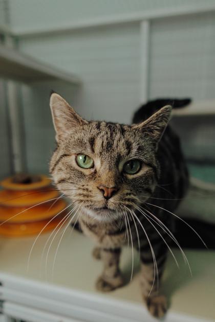 Violet, a Adoptable mixed breed in Elmira, NY image 3/3