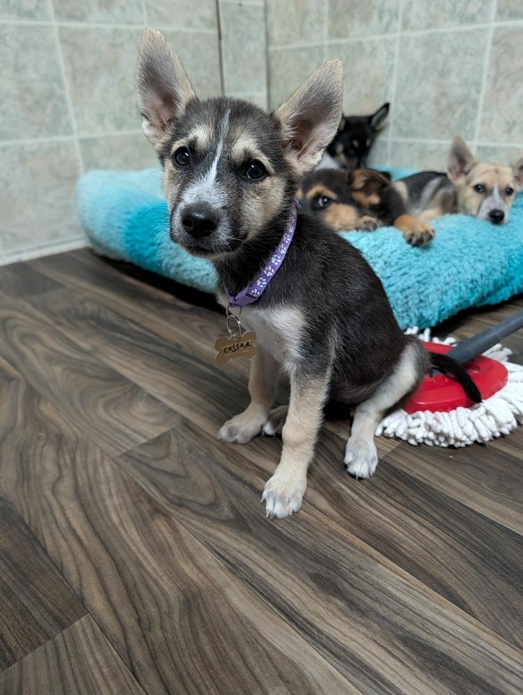 Enlarge Cessna, a Adoptable mixed breed in Waunakee, WI image 2/5