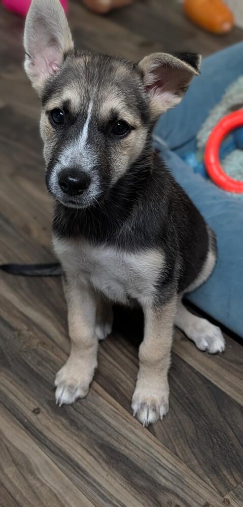 Enlarge Cessna, a Adoptable mixed breed in Waunakee, WI image 3/5
