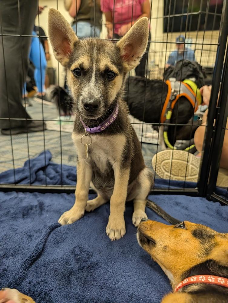 Enlarge Cessna, a Adoptable mixed breed in Waunakee, WI image 5/5