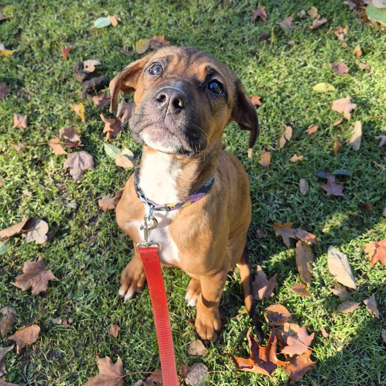 Decker, a Adoptable mixed breed in Scarborough, ON image 4/6