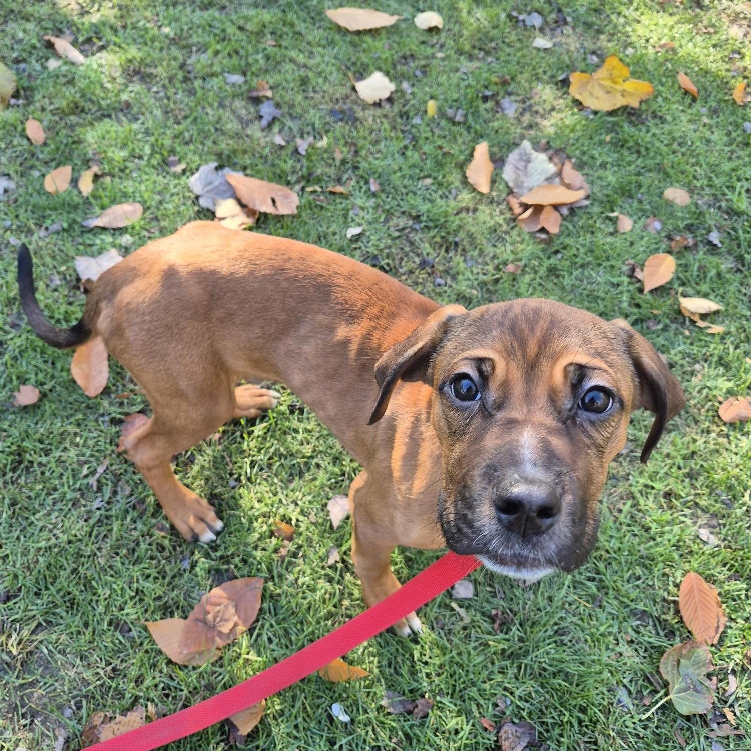 Decker, a Adoptable mixed breed in Scarborough, ON image 2/6