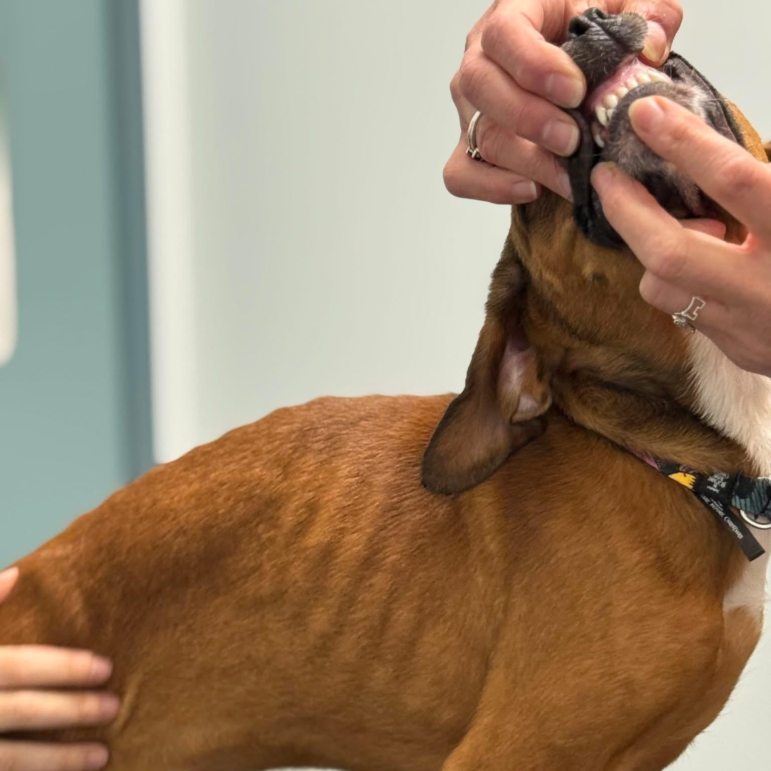 Decker, a Adoptable mixed breed in Scarborough, ON image 3/6