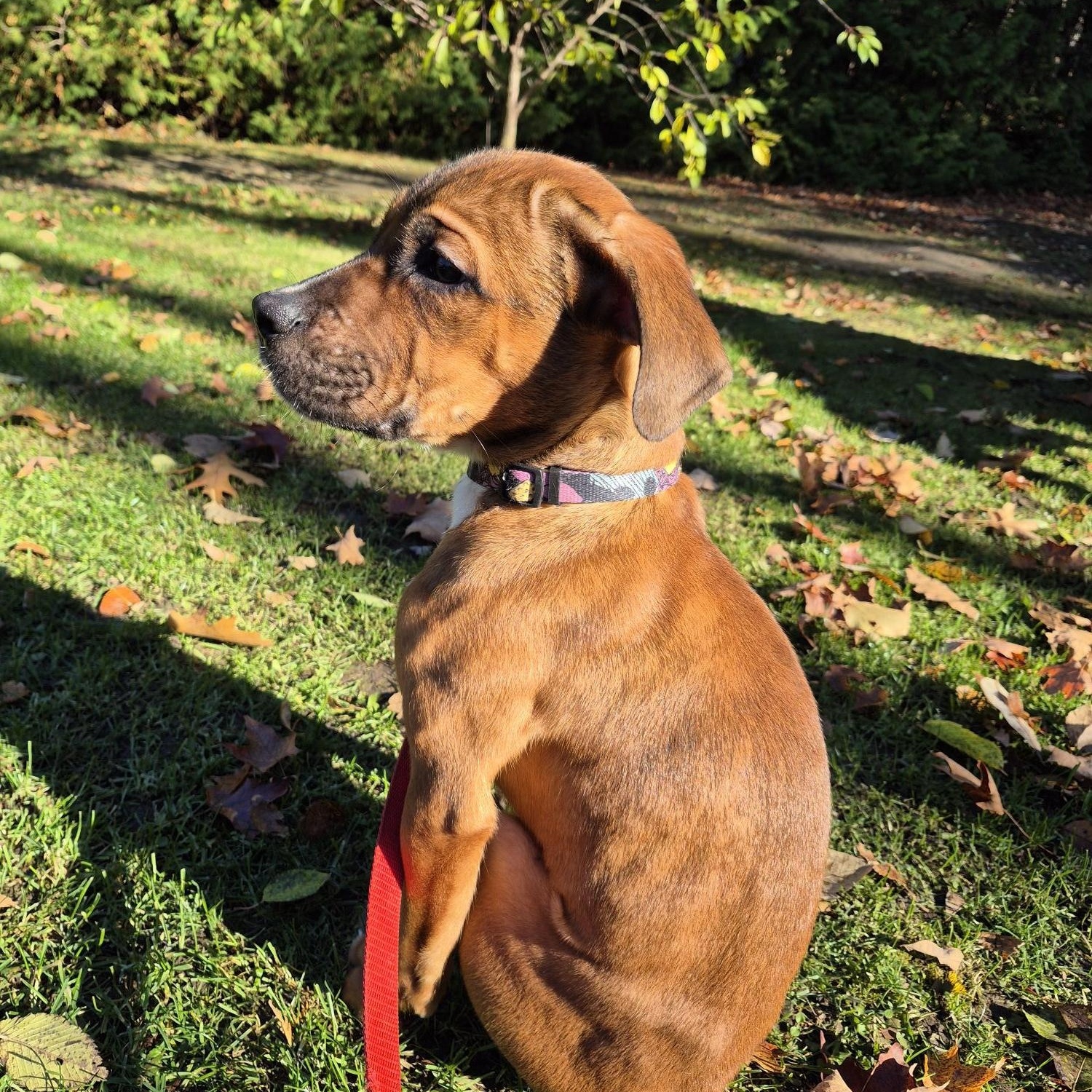 Decker, Adoptable, Puppy Male Cane Corso & Mastiff.