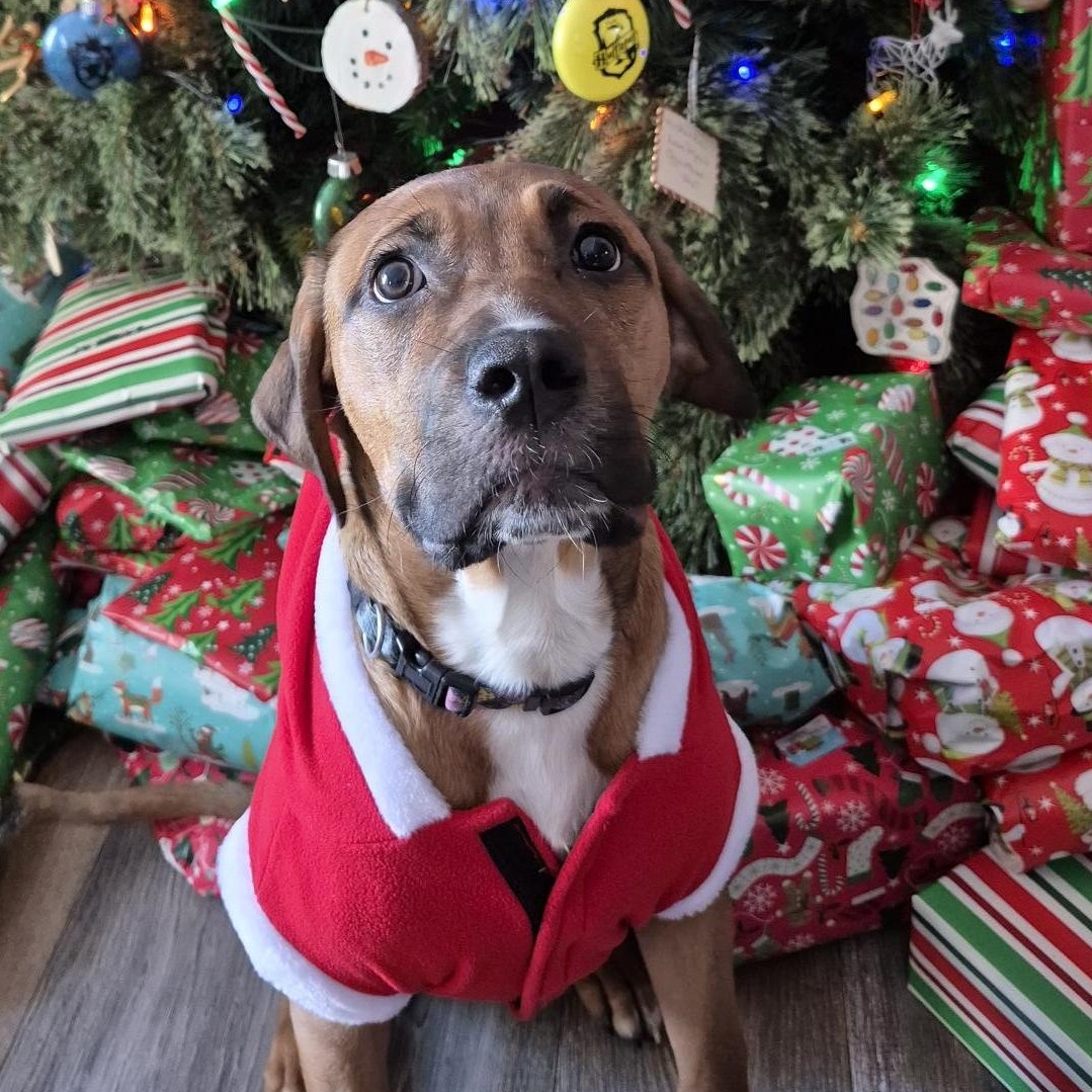 Decker, Adoptable, Puppy Male Cane Corso & Mastiff.