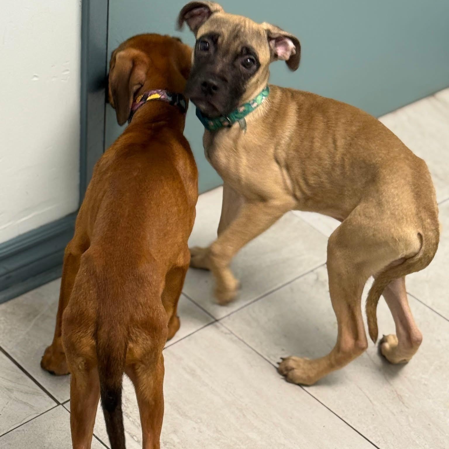 Decker, a Adoptable mixed breed in Scarborough, ON image 6/6