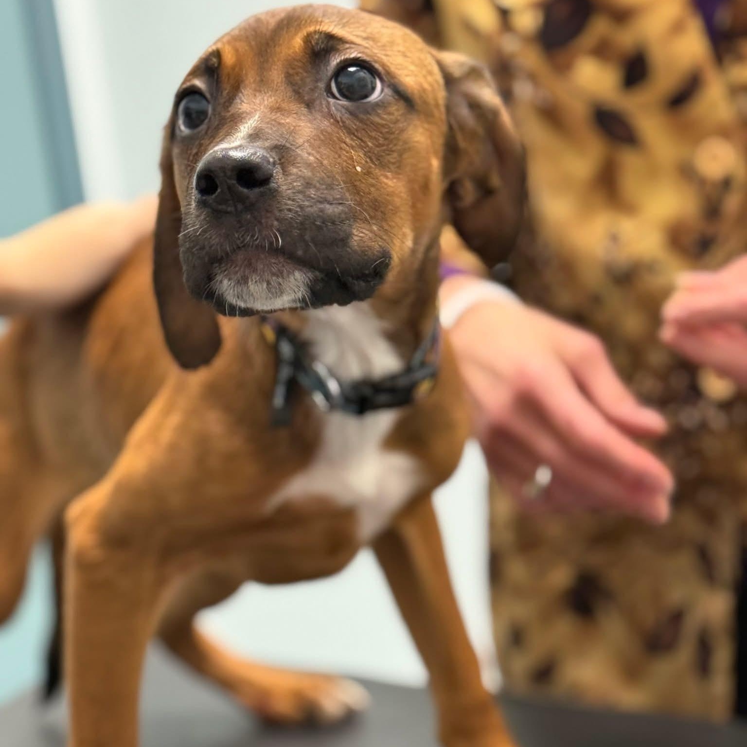 Decker, a Adoptable mixed breed in Scarborough, ON image 1/6