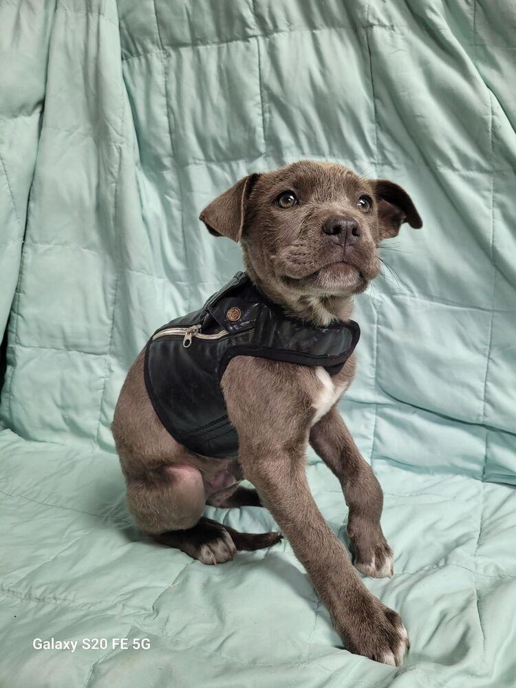Blueberry, Adoptable, Puppy Male Pit Bull Terrier & Boxer.