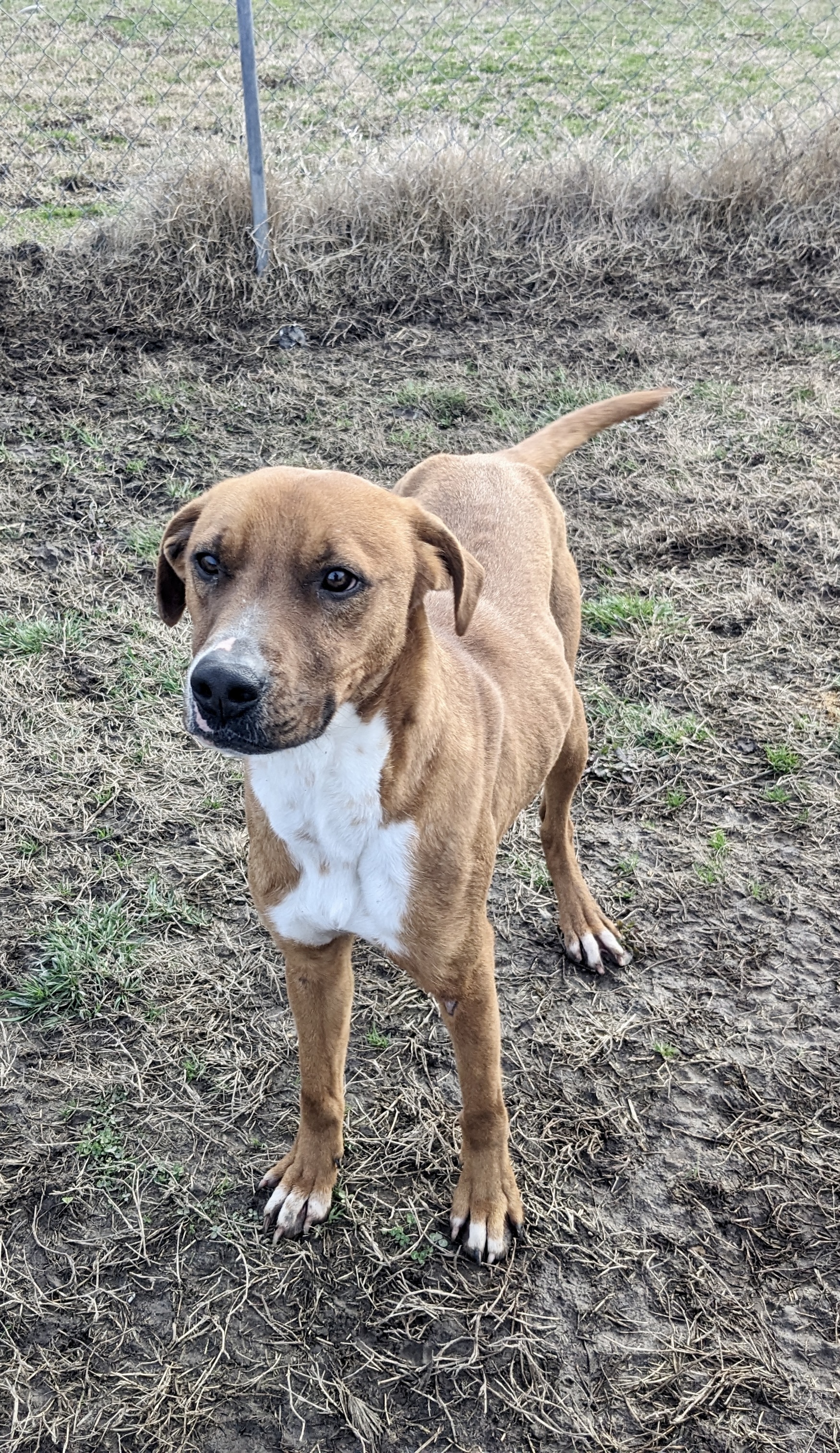 Enlarge Trouble, a Adoptable mixed breed in Newport, AR image 1/6