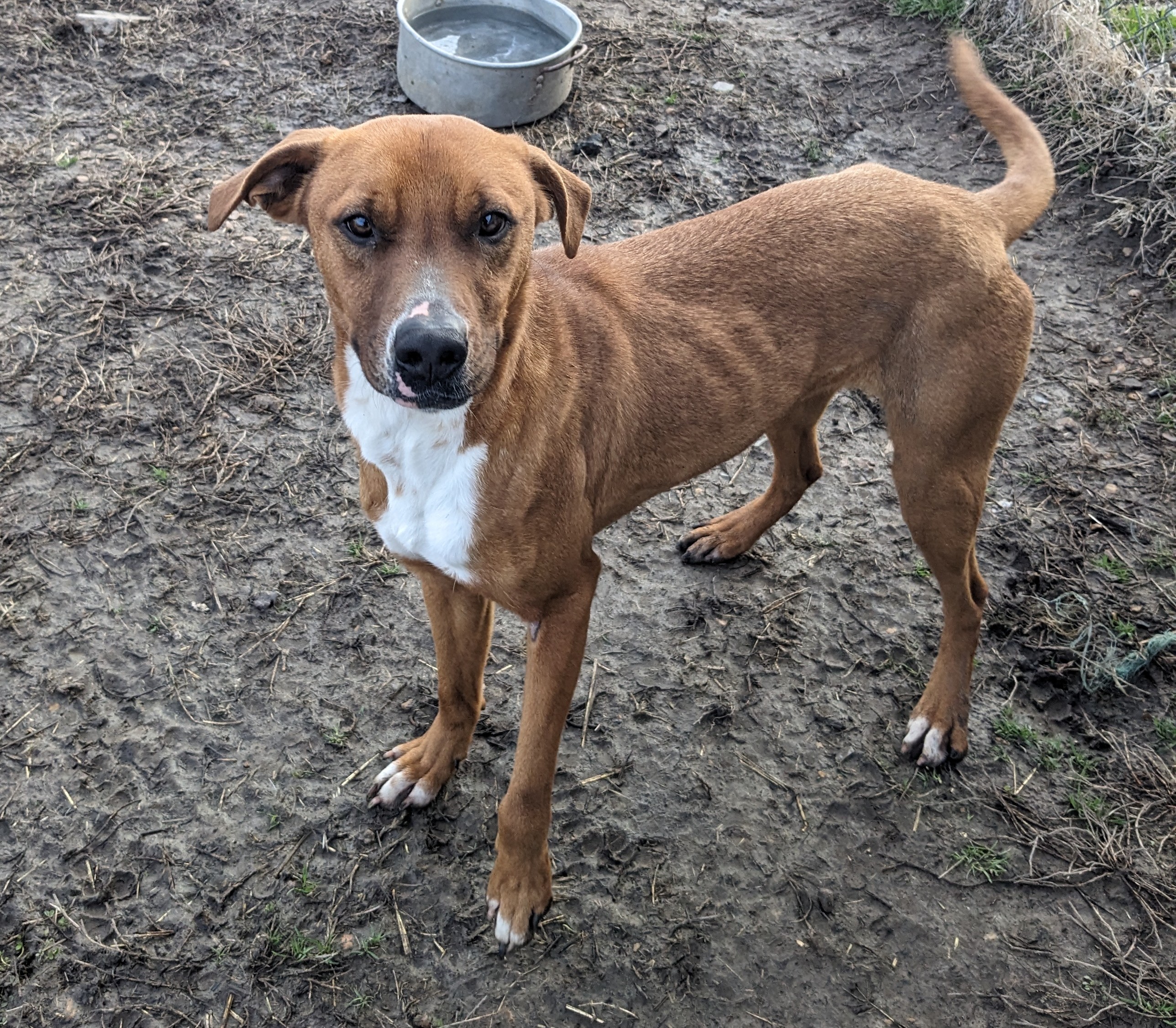 Enlarge Trouble, a Adoptable mixed breed in Newport, AR image 2/6