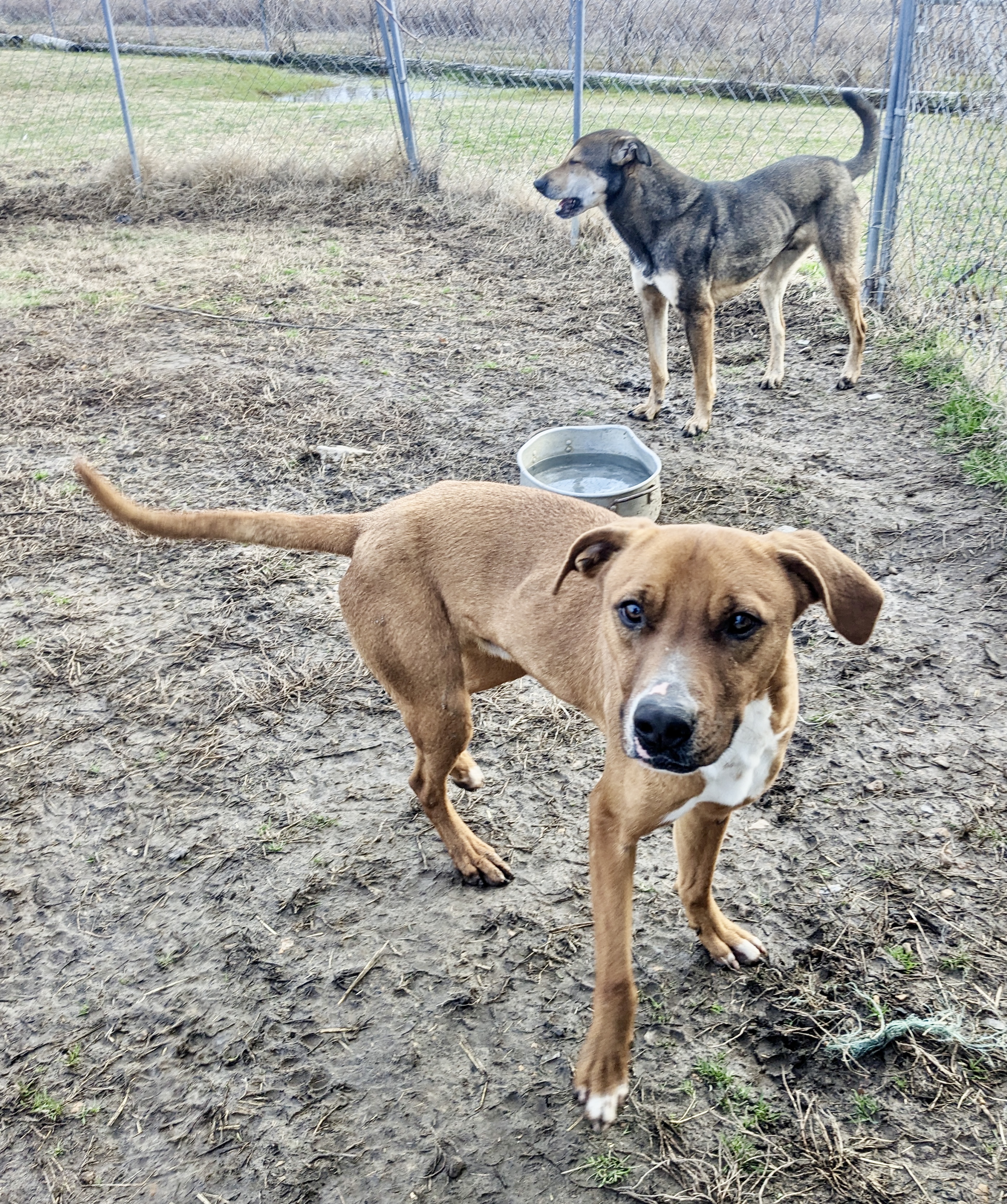 Enlarge Trouble, a Adoptable mixed breed in Newport, AR image 3/6