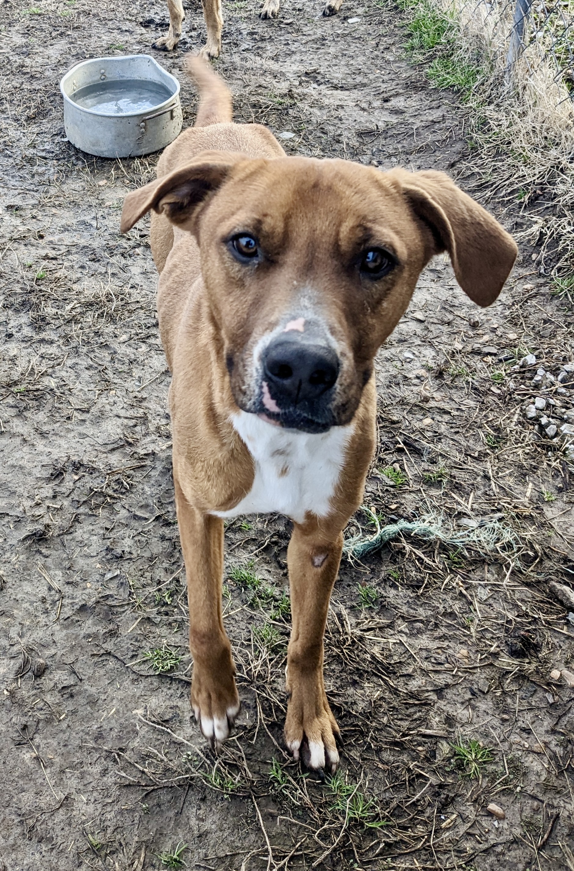 Enlarge Trouble, a Adoptable mixed breed in Newport, AR image 4/6