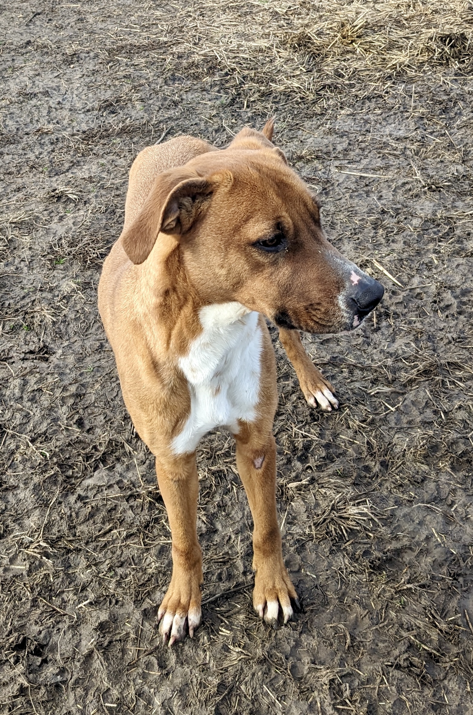 Enlarge Trouble, a Adoptable mixed breed in Newport, AR image 5/6