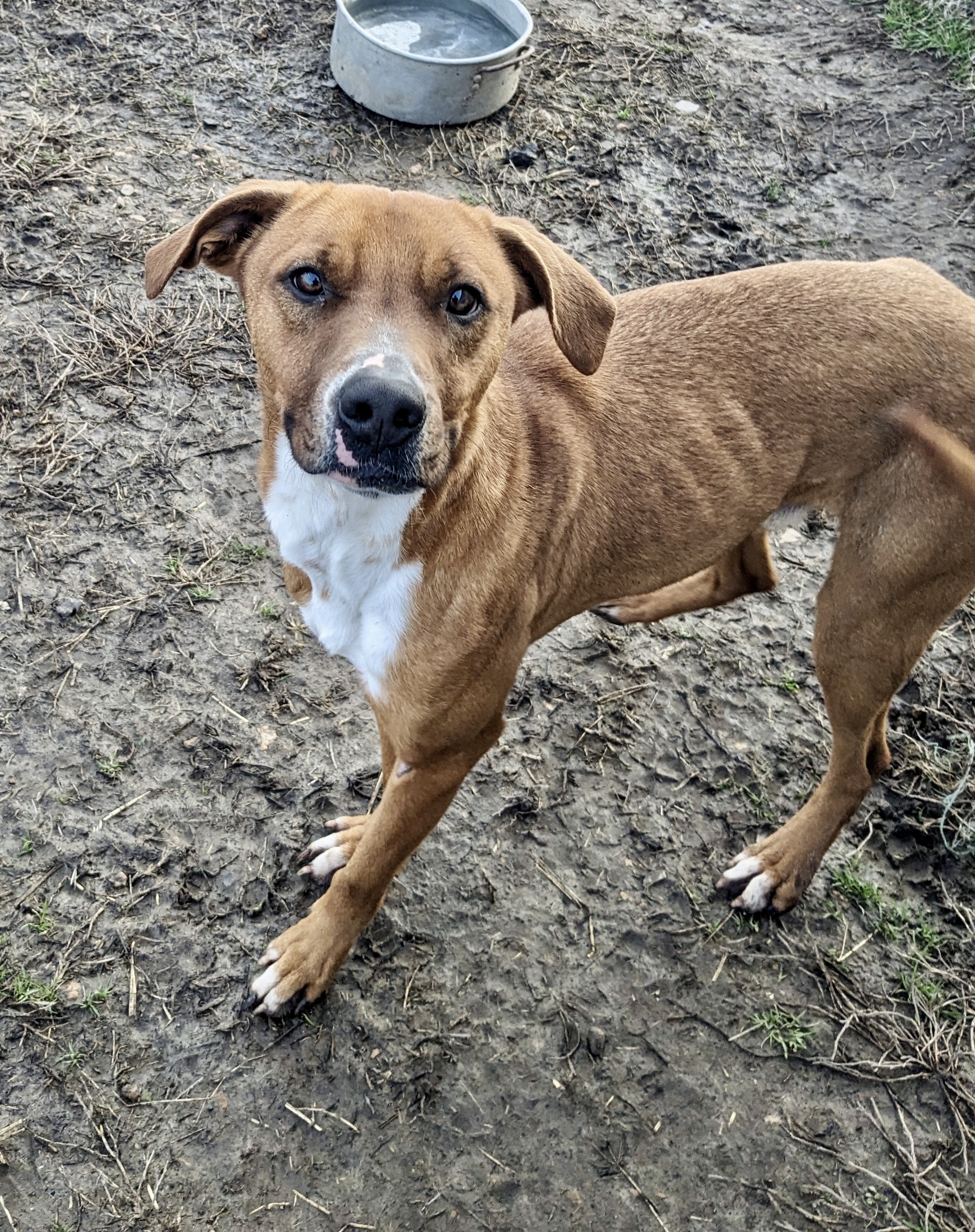 Enlarge Trouble, a Adoptable mixed breed in Newport, AR image 6/6