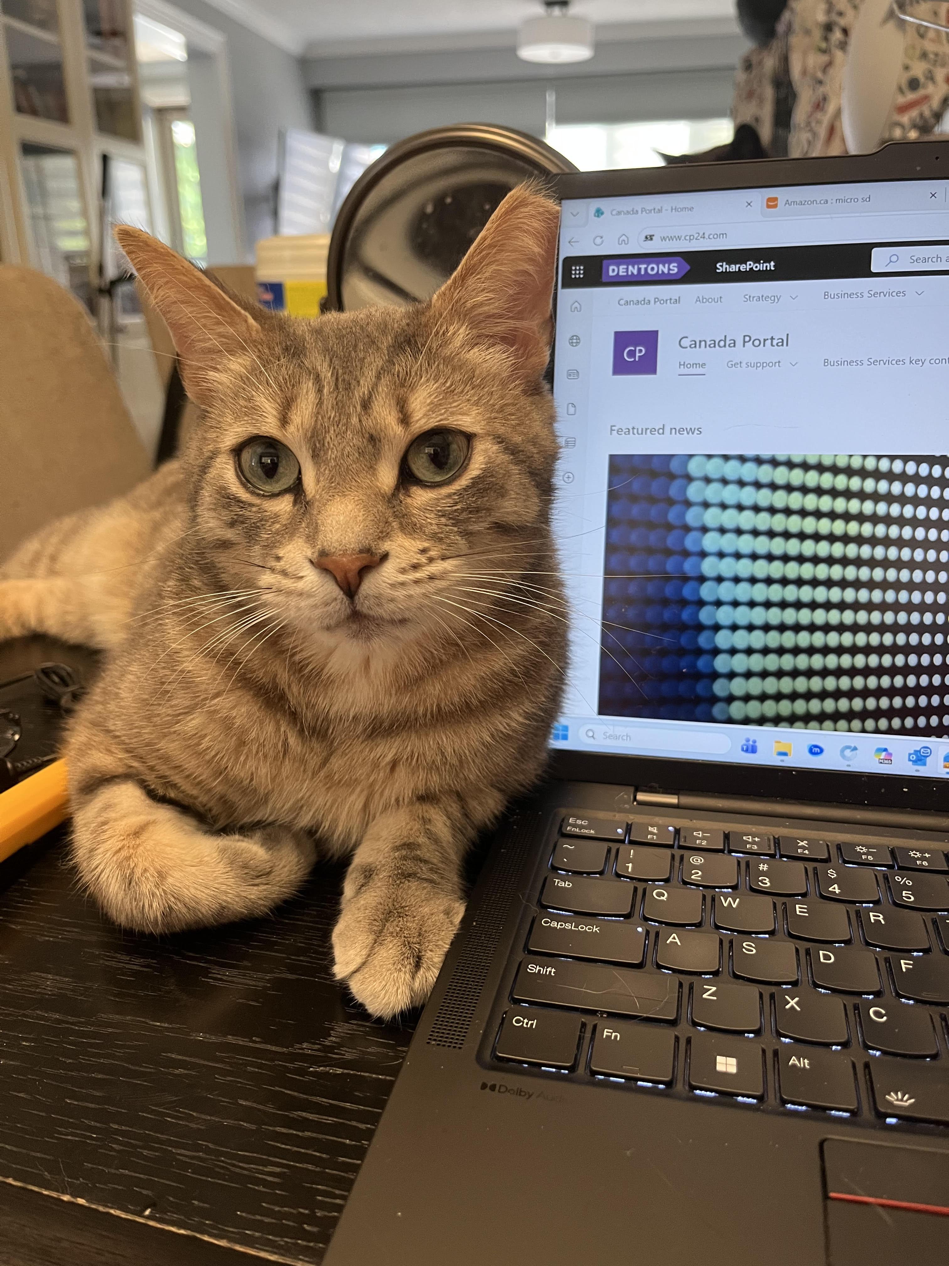Taz, ADOPTABLE, Adult Male Domestic Short Hair.